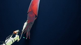 Graban a un calamar bioluminiscente a más de un kilómetro de profundidad en el Pacífico