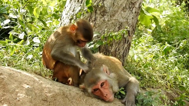 Monkey Bath