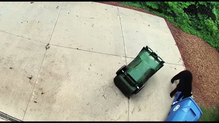 L’orso fruga nel bidoni della spazzatura di un’abitazione