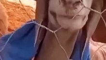 خروف مضحك ههههه