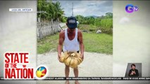 Singkamas sa Antique, halos umabot ng 10 kilo ang bigat | SONA