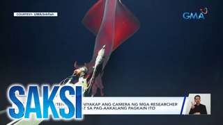 Higanteng pusit, niyakap ang camera ng mga researcher sa ilalim ng dagat sa pag-aakalang pagkain ito | Saksi