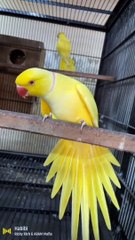 Very funny yellow ring neck