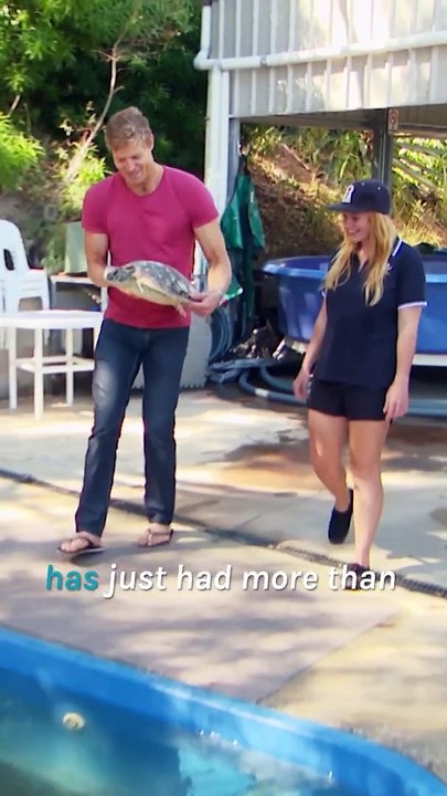 Turtle’s Very Exciting News