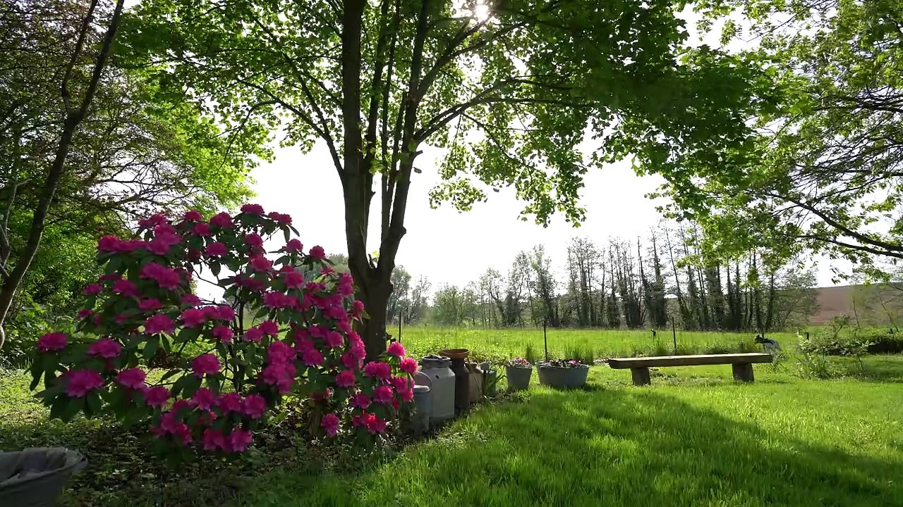 Plan Fixe sur les Rhododendron en fleur du jardin du moi de Mai