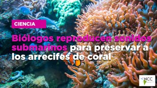 Biólogos reproducen sonidos submarinos para preservar a los arrecifes de coral