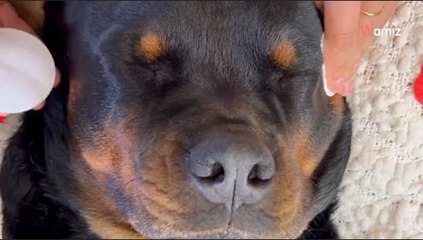 Vous êtes stressé(e) ? En 50 secondes, la vidéo de ce chien va vous transporter dans un monde absolument zen !