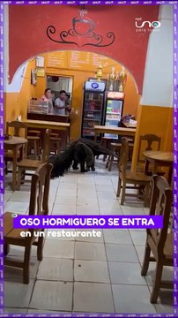 #Virales | Un Oso hormiguero se entra en un restaurante en Trinidad Beni y sorprende a los presentes