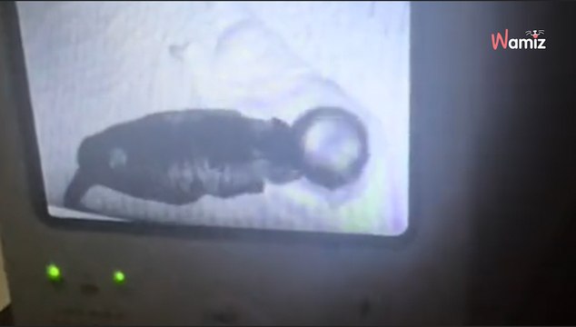 Elle adopte une chatte agressive dans un refuge : sa grossesse va métamorphoser l’animal