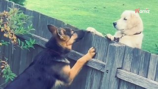 Le chien géant suit une piste dans le jardin : 5M de personnes réalisent ce qui se cache derrière la clôture (vidéo)