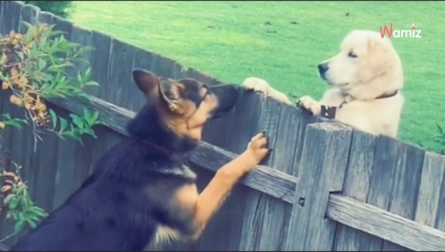 Le chien géant suit une piste dans le jardin : 5M de personnes réalisent ce qui se cache derrière la clôture (vidéo)