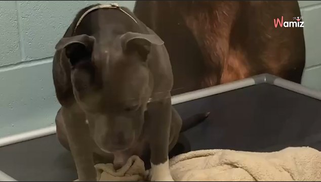 La famille d'un chien fait une promesse au refuge : 200 jours plus tard il attend toujours qu'ils arrivent (vidéo)