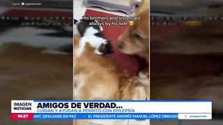Gatito y perrito tratan de ayudar a otro perrito que sufre un ataque