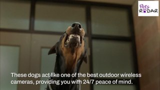 Best Guard Dog Breeds
