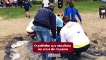 Golfinho encalha na praia de Itapema e é resgatado pela equipe da Univali