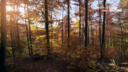 Macro Worlds - 01. Winter Is Coming