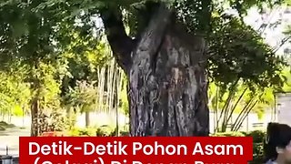 Detik-Detik Pohon Asam (Celagi) Di Depan Pura Jagatnatha Denpasar Tumbang Pada Jum'at, 17 Mei 2024 Sore. Beruntung Tidak Ada Korban Jiwa Pada Saat Kejadian Berlangsung.