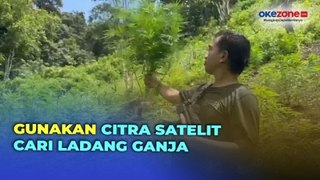 Temukan dan Musnahkan 5 Ha Ladang Ganja di Sumut, Polisi Libatkan BRIN Gunakan Citra Satelit