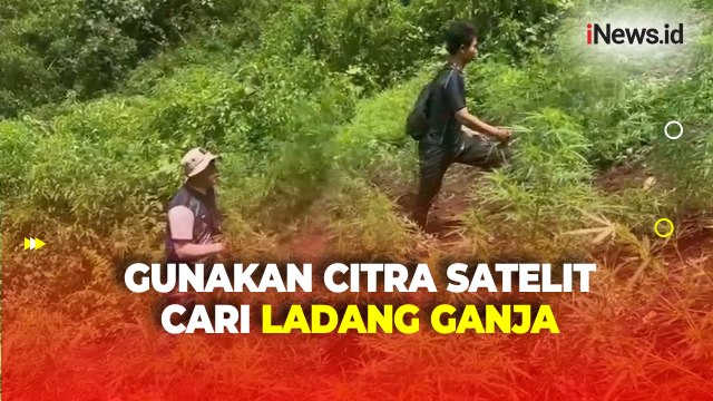 Libatkan BRIN Gunakan Citra Satelit, Polisi Temukan 5 Hektare Ladang Ganja di Sumut
