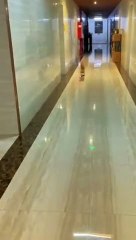 Canine_capers__Beautiful_kittty__#animals_#animal_#papakipari__#funnyvideo_#shorts_#adventure_#2k24(360p)