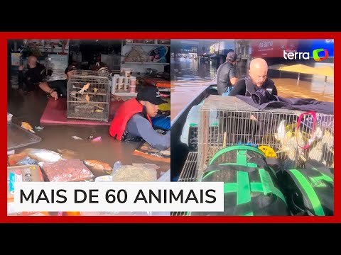 Voluntários resgatam mais de 60 animais trancados em pet shop alagado no RS