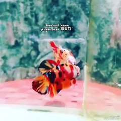 20240516_113817763.mp4_play_ID