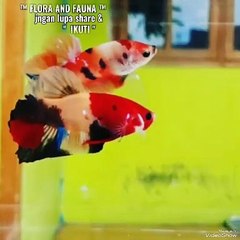 20240516_112752281.mp4_play_ID