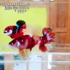 20240516_112525474.mp4_play_ID