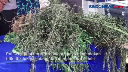 Polisi Libatkan BRIN Gunakan Citra Satelit Temukan 5 Ha Ladang Ganja di Sumut