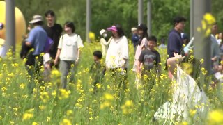 [날씨] 주말 초여름 더위...서래섬 유채꽃 축제 한창 / YTN