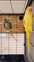 Yellow and  green raw pair