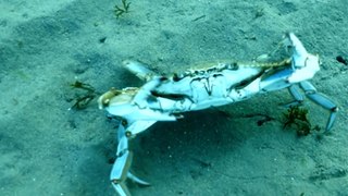 Crabe bleu, chronique d'une invasion