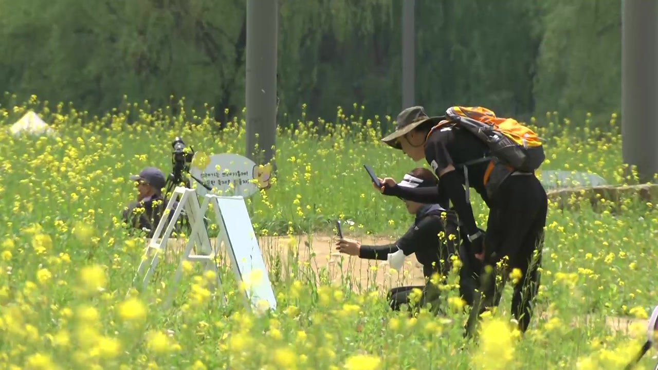 [날씨] 주말 전국 초여름 더위...도심속 유채꽃 축제 / YTN