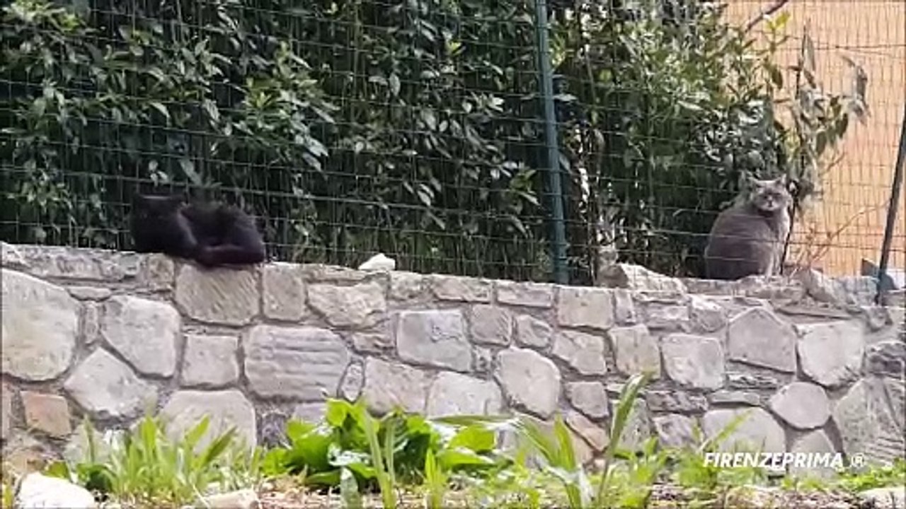 Gatto innamorato, ma lei ha il compagno geloso