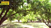 Best and Lowest Cost Mango Farmland Chennai - M/S Holidays Farm