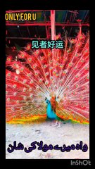 A Beautiful Peacock Clip