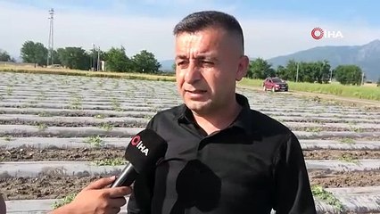 Osmaniye'de örnek ekim yaptı, 2 bin ton ürün hasadı bekliyor: Tam 200 dönüm!