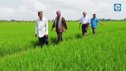 Phim ngắn Ông Sáu NỖI LO RẦY PHẤN TRẮNG HẠI LÚA