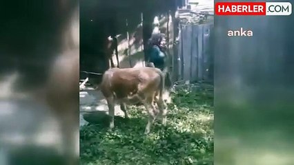 Çetmi Köyü'nde kaybolan buzağının sahibine kavuşma anları