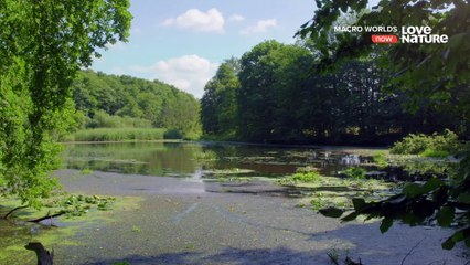 Macro Worlds - 02. Meadow of Horror