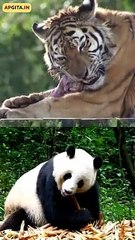 Animals Don’t Fast || Acharya Prashant