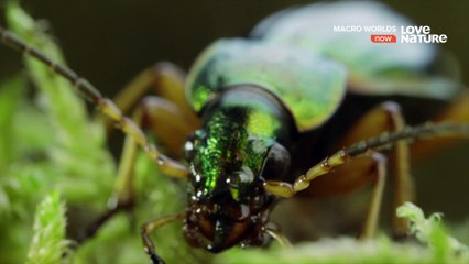 Macro Worlds - 03. Gods Darlings Beetles