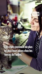 Les chats, nouveaux auxiliaires de police