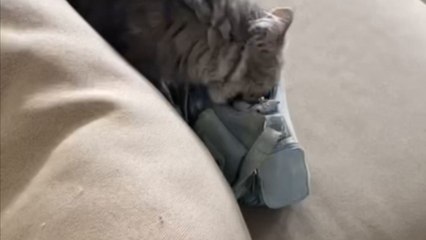 Whiskered Robin Hood: Mastermind cat orchestrates microscopic mischief