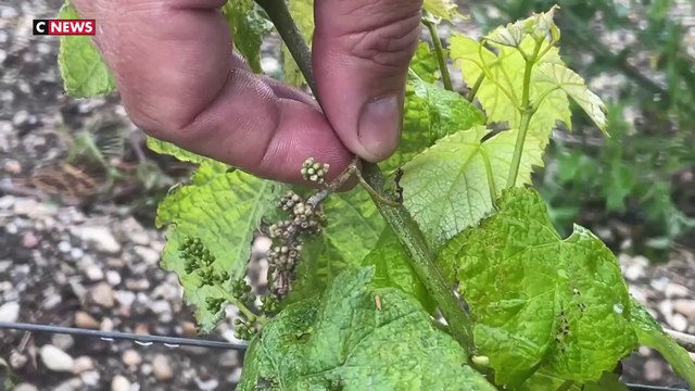 Le mildiou menace les vignobles bordelais