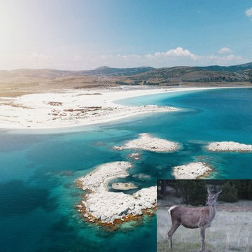 Salda Gölü'nde yaban hayatı canlanıyor: Kızıl geyikler doğaya salındı