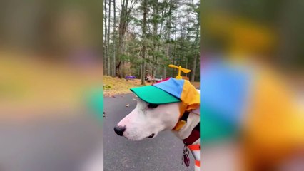 Very Funny Animals Part 2 !!!!! Try To Not Laugh