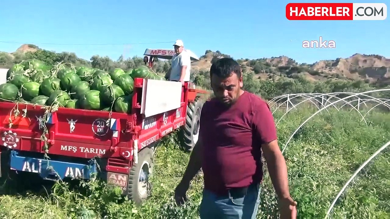 Aydın'da Karpuz Üreticileri Fiyatlardan Memnun Değil