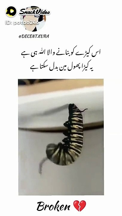 Nice video