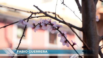 VIALE GAZZI E ZIR  L’ALTRA FACCIA DI FORESTAME